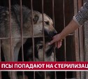 На Сахалине контроль, карантин и первичное лечение бездомных животных хотят отдать муниципалитетам