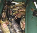 На Сахалине задержали браконьера на отечественном пикапе: нашли почти 100 "хвостов" кеты и кижуча