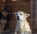 В Южно-Сахалинске за 7 дней поймали 28 бесхозных собак