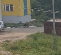 На окраине Охи медведь вышел к жилым домам