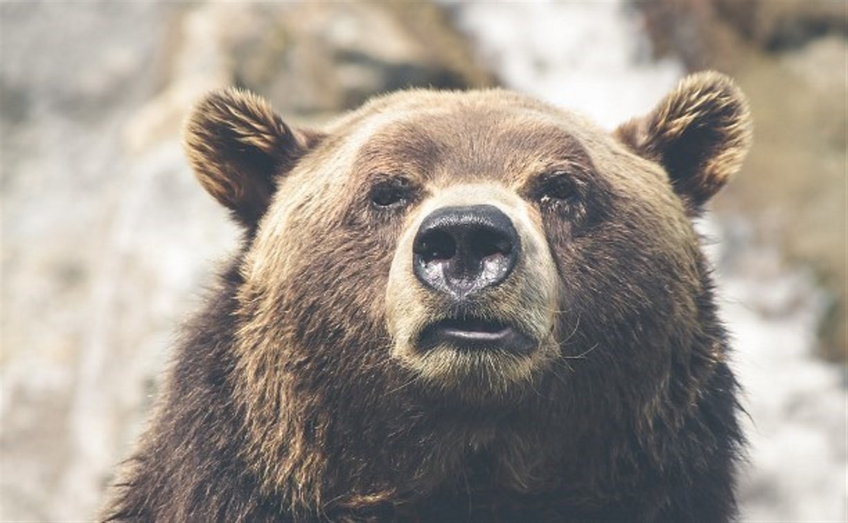 Сахалинцы отстрелили 200 медведей за время весенней охоты