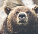 Сахалинцы отстрелили 200 медведей за время весенней охоты