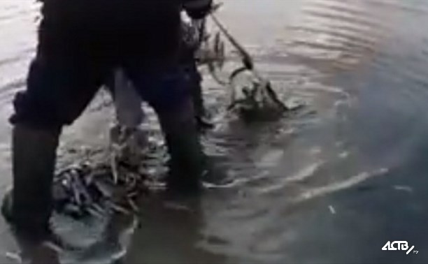 Больше 200 кг корюшки выловили рыбаки на Буссе