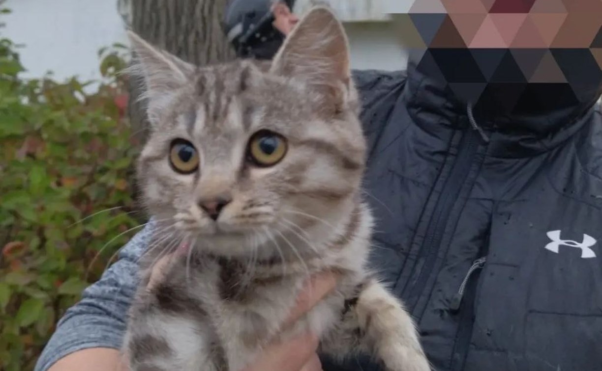 Пожарные на Сахалине спасли котёнка, застрявшего на два дня на дереве
