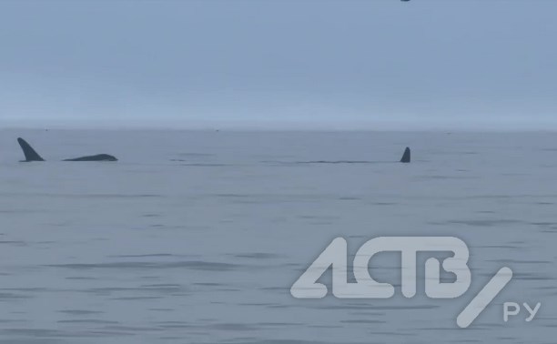 "Поэтому рыбы нет": острые плавники заметили в море у побережья Сахалина