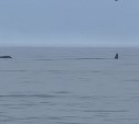 "Поэтому рыбы нет": острые плавники заметили в море у побережья Сахалина
