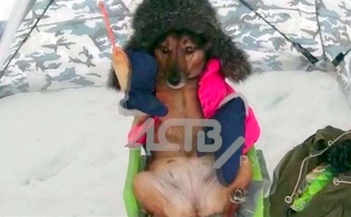 "Только ленивый не ловит!": на Сахалине собака вытащила из лунки две корюшки