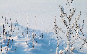 Общество