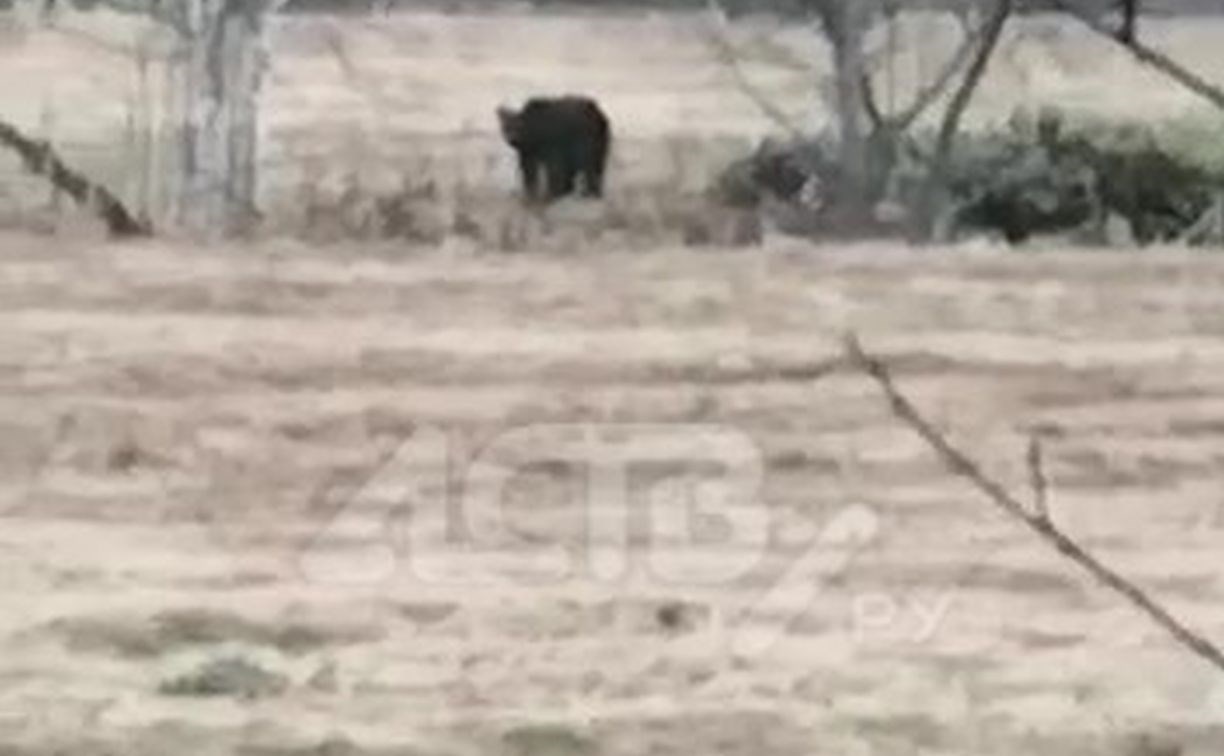 Большой медведь встретил сахалинцев, приехавших в лес собирать крапиву