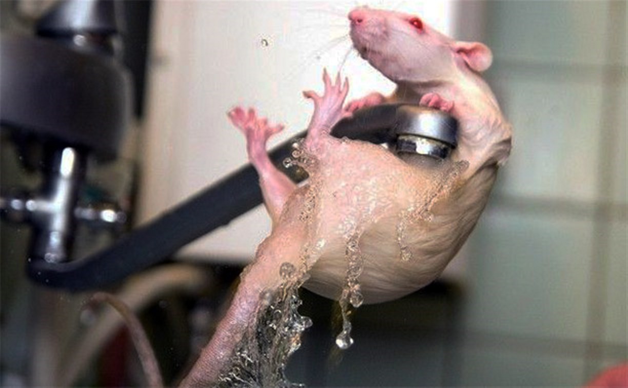 Можно мыть мышей