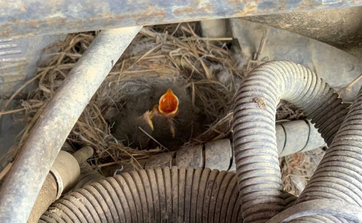 Птицы свили гнездо в пожарной машине в Долинске
