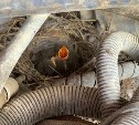 Птицы свили гнездо в пожарной машине в Долинске