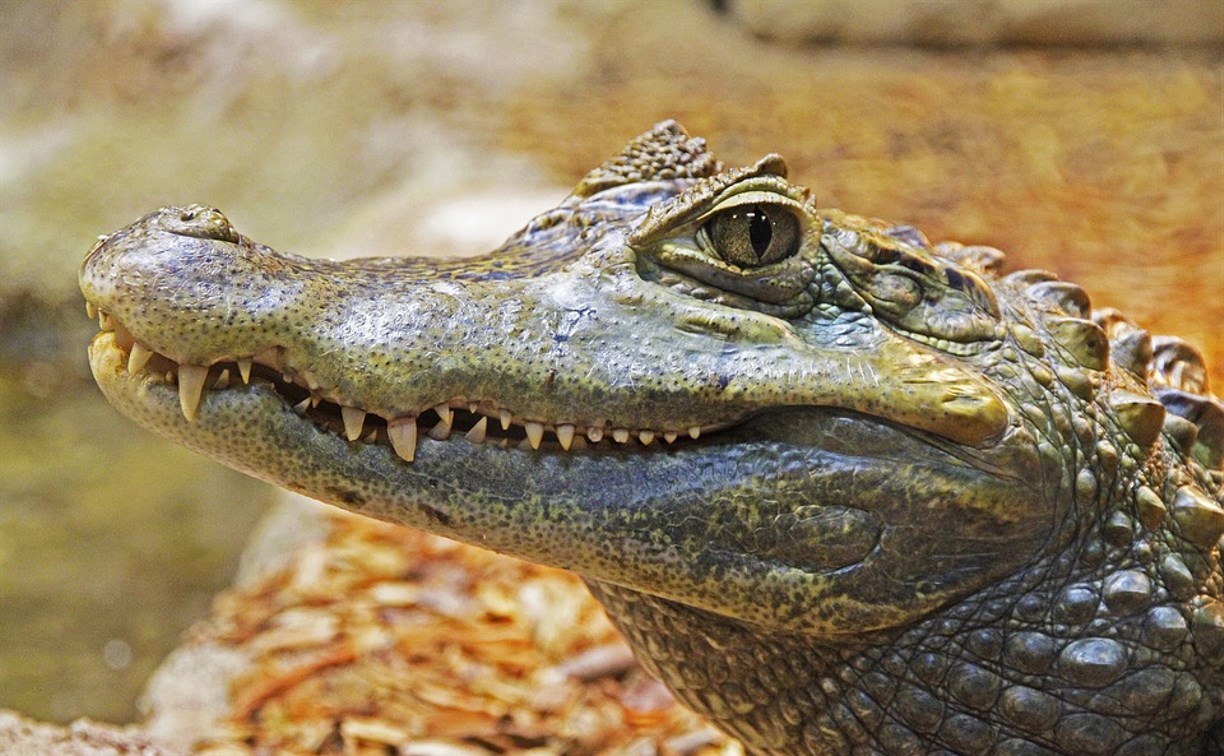 Россиянам могут запретить держать дома крокодилов, антилоп и акул