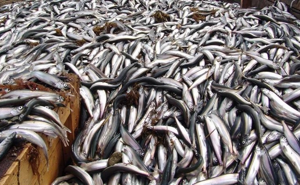 Свыше 200 разрешений на добычу мойвы выдали на Сахалине