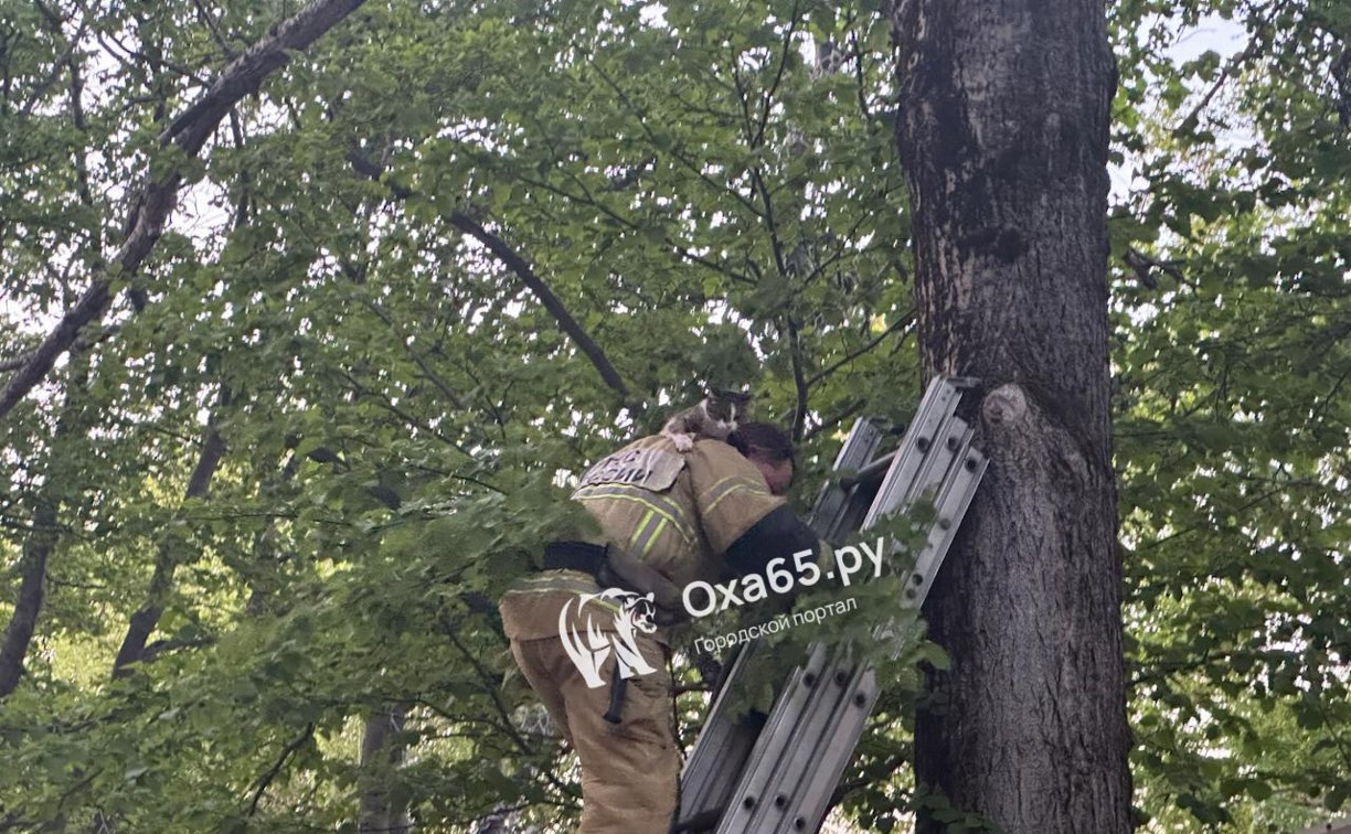 В Охе спасатели вернули кошечке спокойствие и землю под лапами