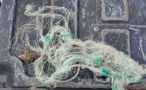 "Чуть не утащил директора": как сахалинцы спасли раненого морского котика от снастей с крючками