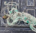 "Чуть не утащил директора": как сахалинцы спасли раненого морского котика от снастей с крючками