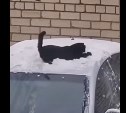 Видео недели: кот почистил машину от снега (а часть зачем-то съел)