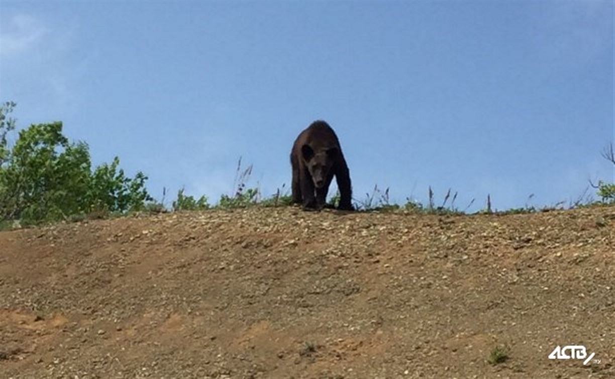 Сахалинцы отправились на охоту и встретили медведя