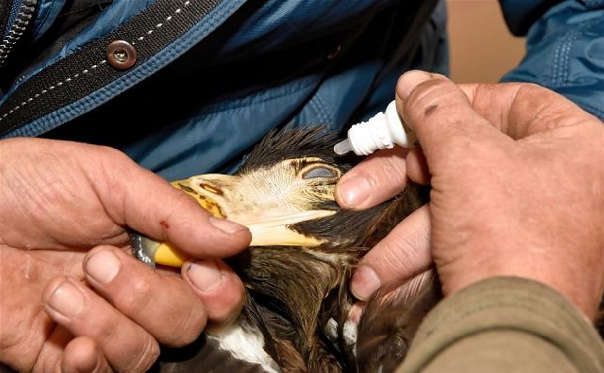 Спасенный сахалинскими нефтяниками орлан не может вернуться в природу из-за болезни глаз