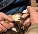 Спасенный сахалинскими нефтяниками орлан не может вернуться в природу из-за болезни глаз