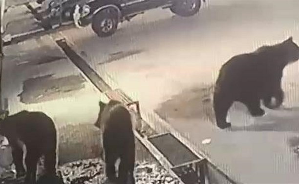  Медведи выходят в населённые пункты на Итурупе