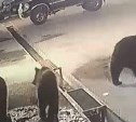  Медведи выходят в населённые пункты на Итурупе