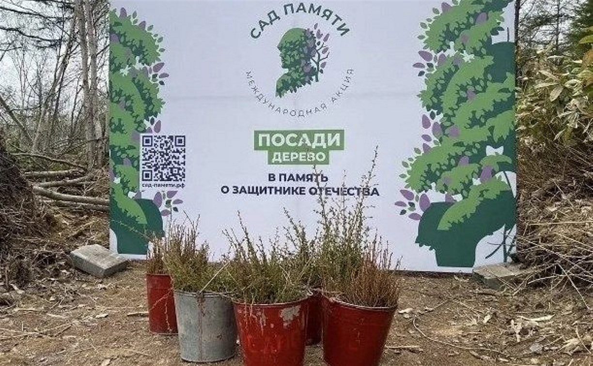 Живая память: сахалинцы высадят больше трёх тысяч саженцев лиственницы в честь героев Великой Отечественной