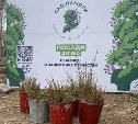 Живая память: сахалинцы высадят больше трёх тысяч саженцев лиственницы в честь героев Великой Отечественной