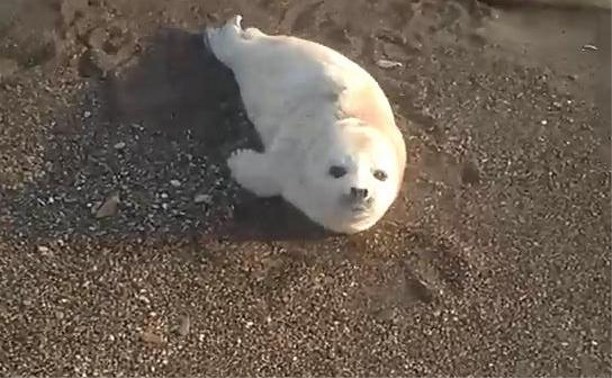 Двух детенышей тюленей спасли сотрудники "Зеленого Сахалина"