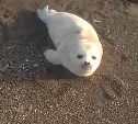 Двух детенышей тюленей спасли сотрудники "Зеленого Сахалина"