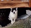Сахалинская зоозащитница отремонтировала подвал и приютила в нём бездомных котов