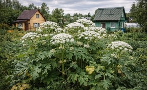 Общество