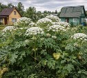 ИИ впервые помог оштрафовать владельца участка за борщевик