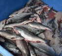 Более пяти хвостов горбуши, кеты и кижуча: на Сахалине сформировали участки для вылова рыбы по лицензиям 