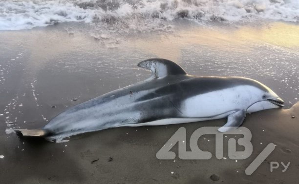 Белобокого дельфина выбросило на сахалинское побережье
