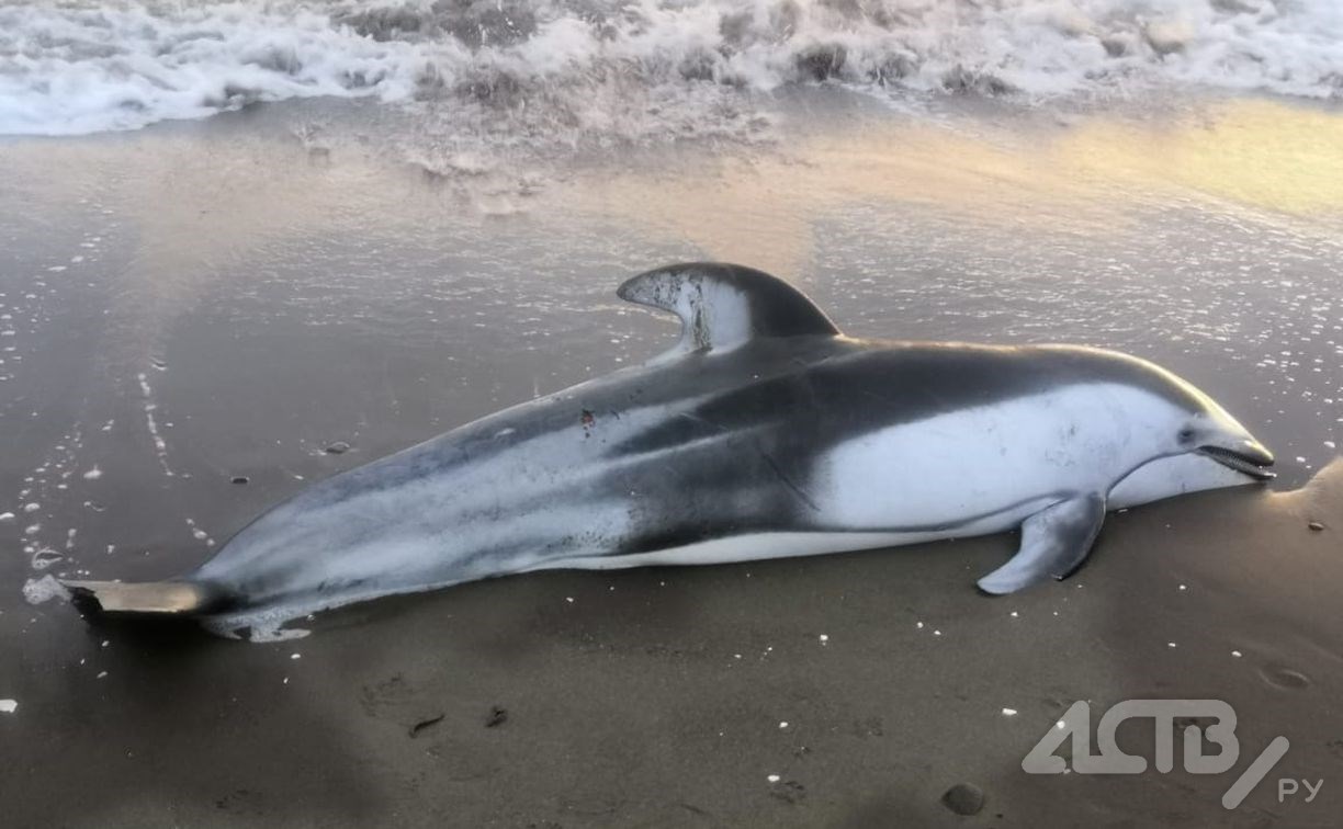 Белобокого дельфина выбросило на сахалинское побережье