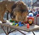 Три сотни гостей пришли поздравить льва в сахалинском зоопарке с днем рождения