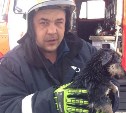 Пожарный из Александровска-Сахалинского спас собаку
