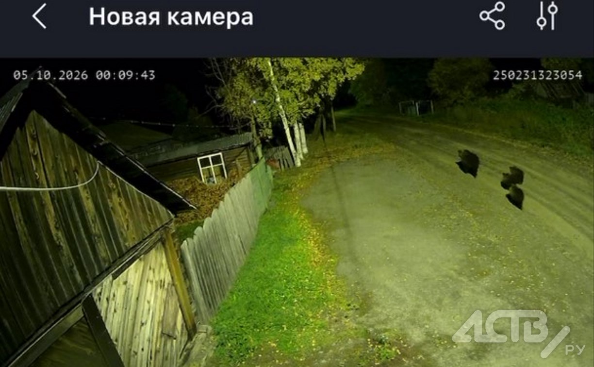 Медведица водила детенышей по селу в Тымовском районе - люди боятся отпускать детей на улицу