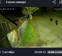 Медведица водила детенышей по селу в Тымовском районе - люди боятся отпускать детей на улицу