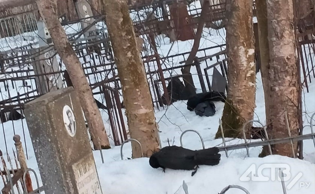 Жители Южно-Сахалинска сообщают о сотнях мертвых ворон на территории кладбищенского комплекса №1