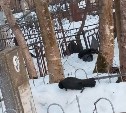 Жители Южно-Сахалинска сообщают о сотнях мертвых ворон на территории кладбищенского комплекса №1
