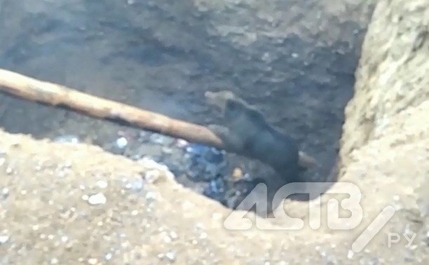 Медведей из глубокой ямы на Сахалине спасли с помощью экскаватора