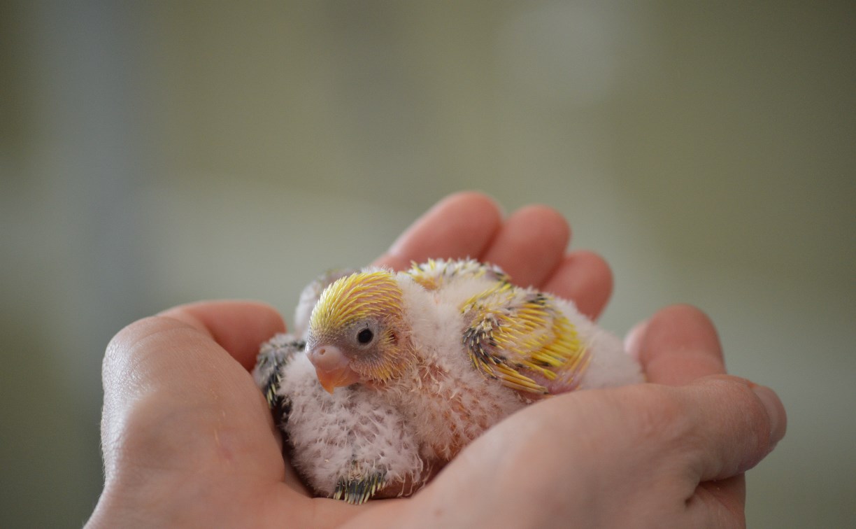 Волнистые попугайчики сахалинского зоопарка принесли потомство