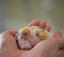 Волнистые попугайчики сахалинского зоопарка принесли потомство