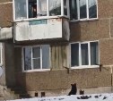Сахалинка из окна прикармливает стаю бездомных собак