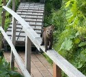 Самое милое видео: любопытный соболь прибежал к туристам на острове Монерон
