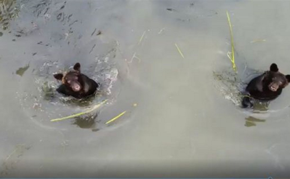 Спасение от сахалинской жары: двое медвежат залезли в озеро и не хотели выходить