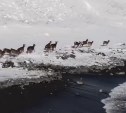 Бегущих по побережью благородных оленей сняли с дрона на Сахалине